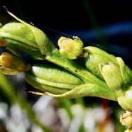 Benthamia africana .(Benthamia spiralis ). orchidaceae.endémique Madagascar Mascareignes. (2).jpeg